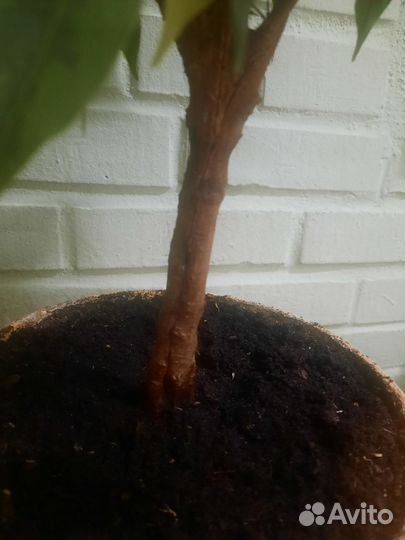 Фикус бенджамина Наташа