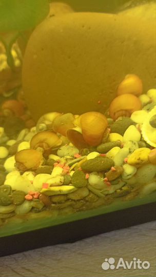 Улитки аквариумные