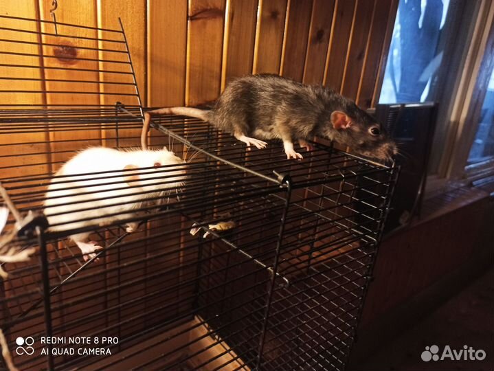 Крысы дамбо девочки