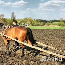 Фото: Конный плуг