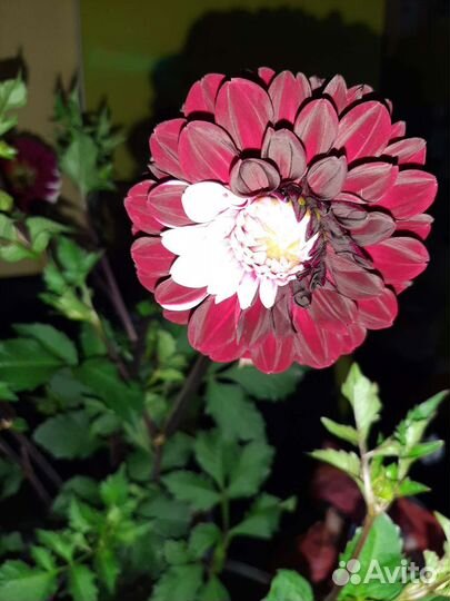 Георгины клубни