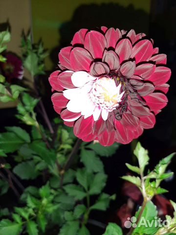 Георгины клубни