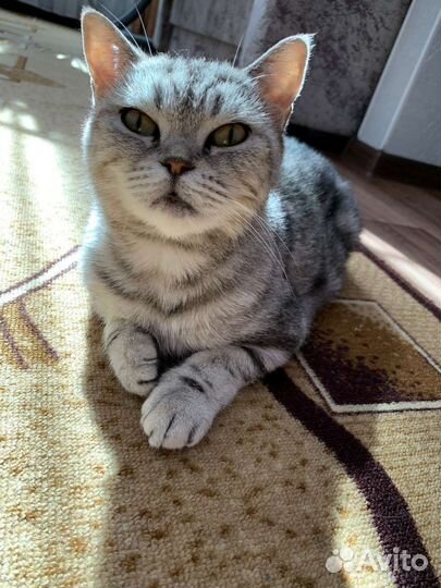 Кошка в дар