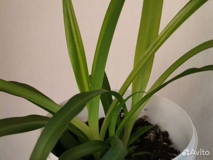 Хлорофитум mboyeti