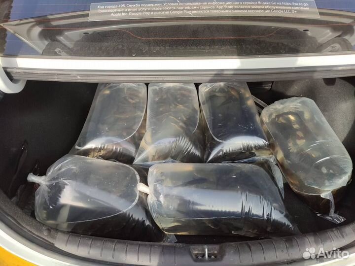 Малек Карася