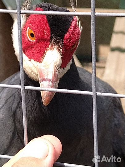 Синий ушастый фазан