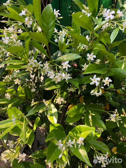 Трахелоспермум жасминовидный