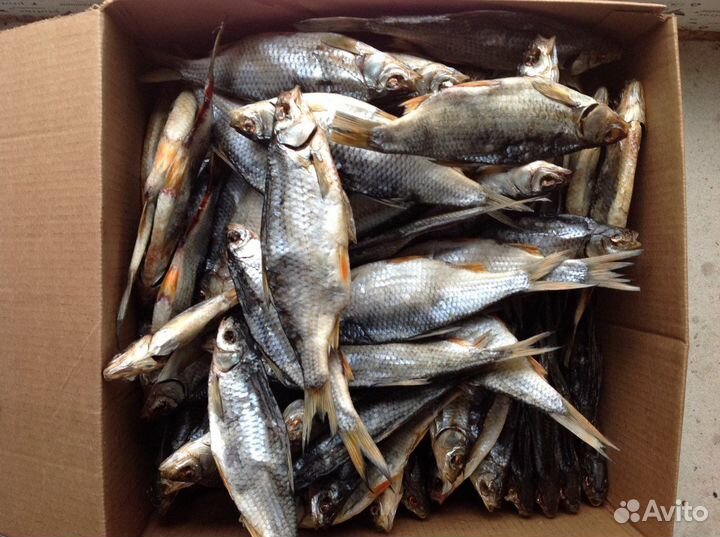 Плотва вяленая плотва вяленая рыба