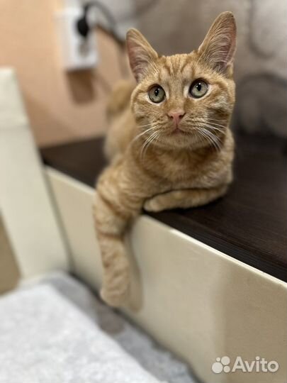 Котенок бесплатно