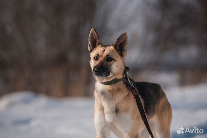 Алина ищет дом