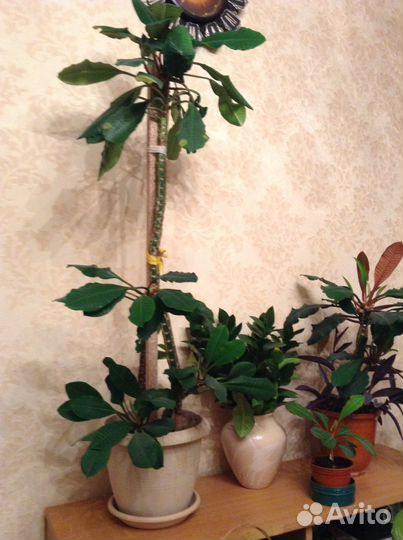 Молочай беложилковый