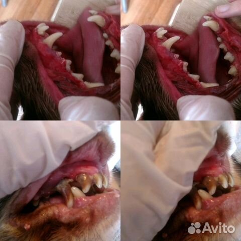 У/з чистка зубов собакам