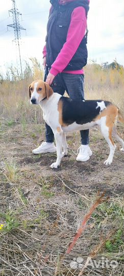 Русская пегая гончая