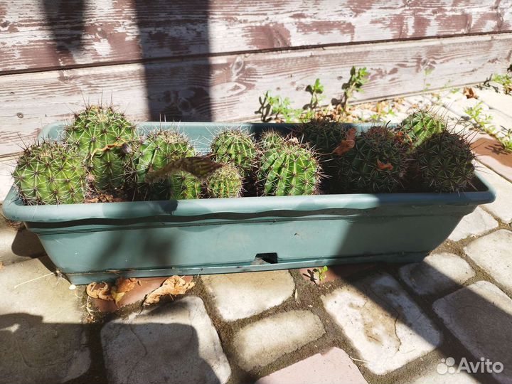 Кактус цветущий