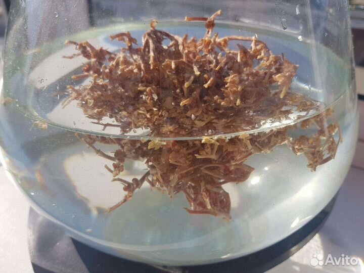 Иерихонская роза