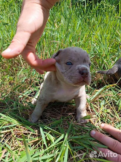 Американский Булли Щенки