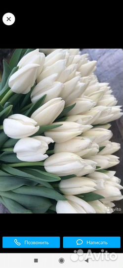 Тюльпаны к 8 марта оптом