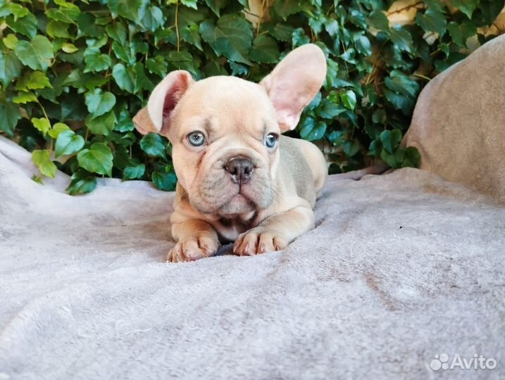 Щенки французского бульдога
