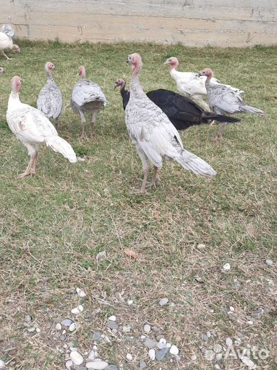 Индюки 30 шт