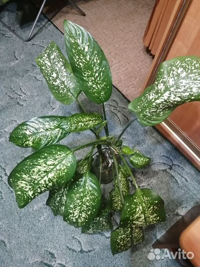 Диффенбахия