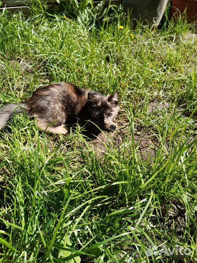 Котенок бесплатно (девочка)