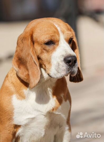 Бигль мальчик и девочка с родословной