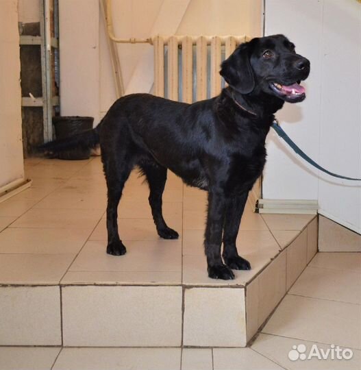 Анфиса в поисках дома