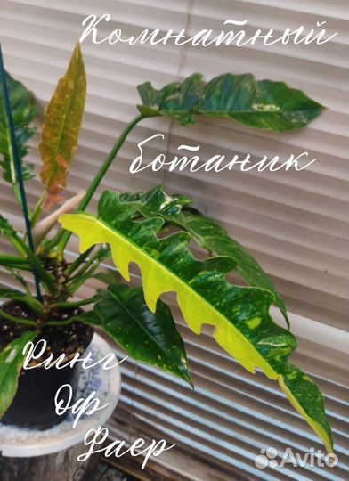 Филодендрон Ринг оф Фаер и Карамель Марбл