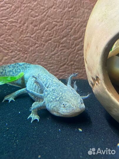 Аксолотль, природного окраса