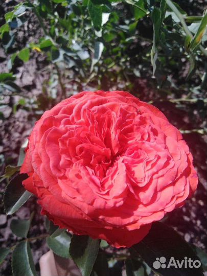 Розы из сада