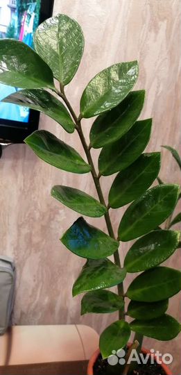 Замиокулькас