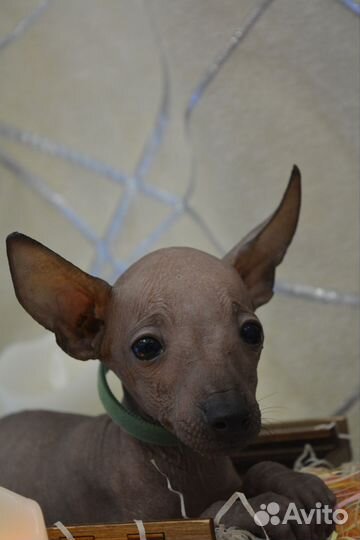 Мачо мексиканской голой мини