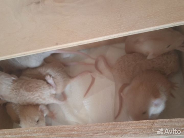 Крысята Фавн Дамбо Рекс и Фавн Дамбо