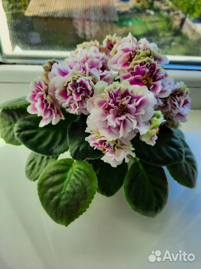 Фиалки (листы)