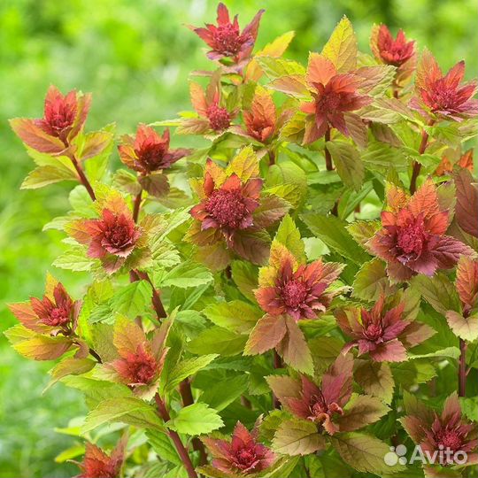 Гортензии и другие кустарники