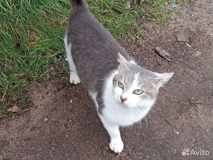 Котик Мишка