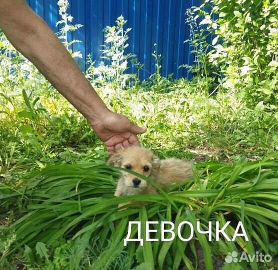 Щенки метисы, не крупные, 3 мес. и котик