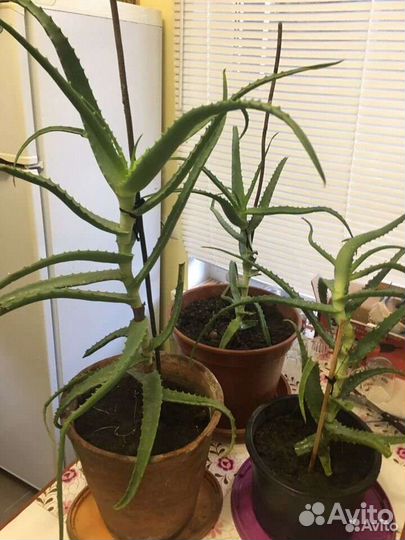 Золотой ус, алоэ, каланхое- лекарственные растения