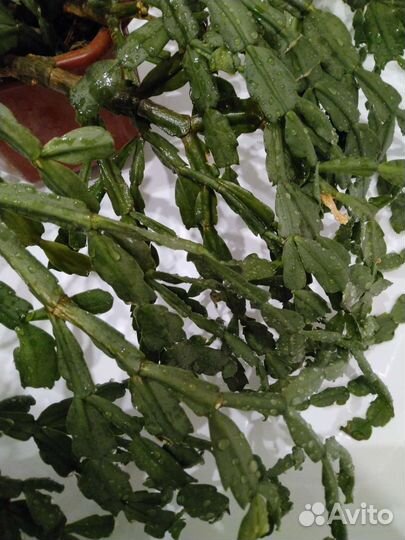 Декабрист шлюмбергера белый большой