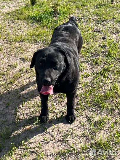 Лабрадор на вязку
