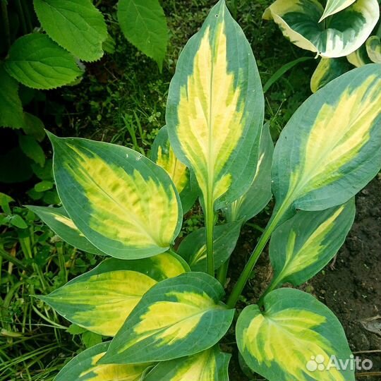 Хоста редкие сорта