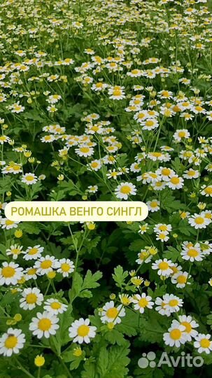 Семена цветов