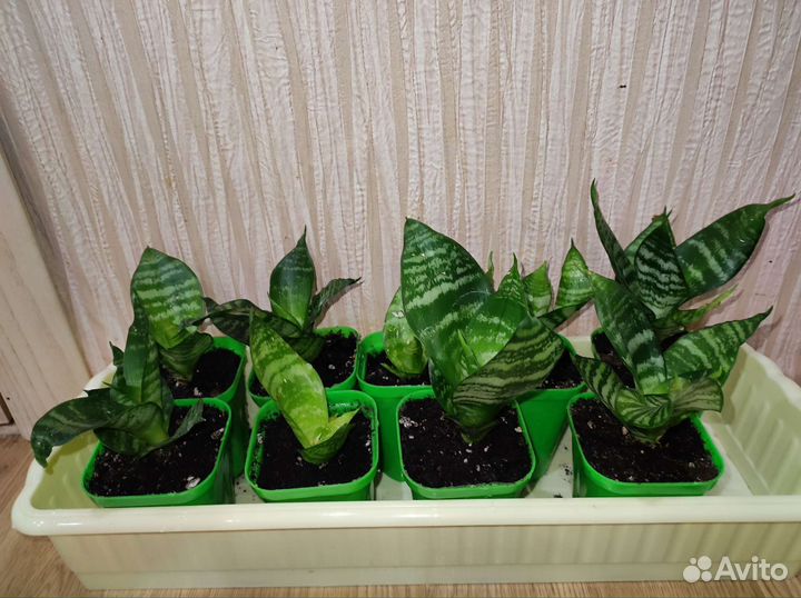 Сансевиерия