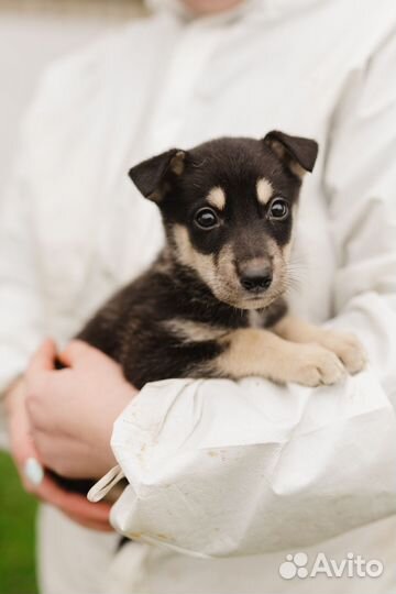 Метис хаски