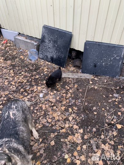 Щенки бесплатно