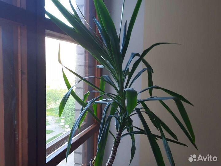 Пальма юкка