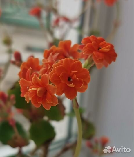 Каланхоэ цветущий