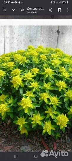 Молочай многоцветковый