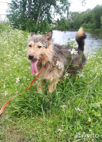 Веня ищет дом