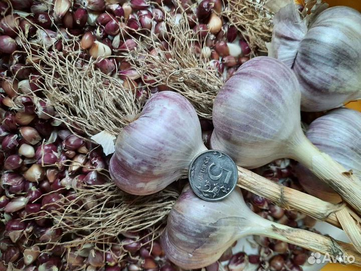 Семена (бульбочки), севок озимого чеснока Любаша